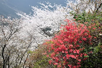 桜山公園の風景