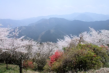 桜山公園の風景