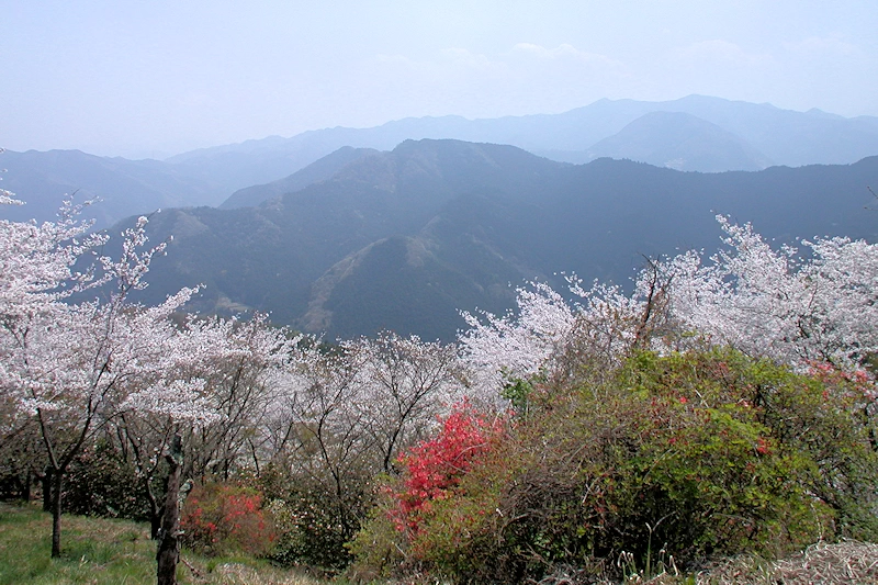 桜山公園の風景