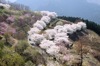 桜山公園の風景