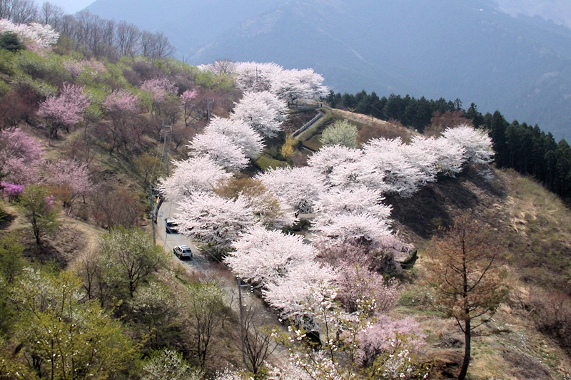 桜山公園の風景