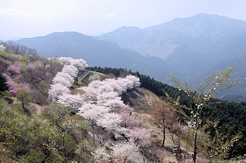 桜山公園の風景