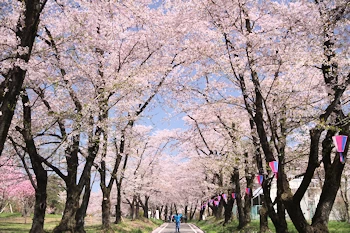 赤城南面千本桜の画像