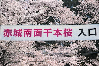 赤城南面千本桜の風景