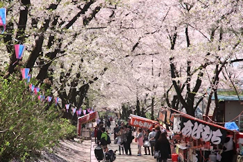 赤城南面千本桜の風景