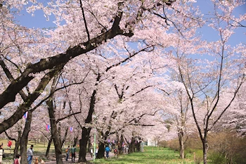 赤城南面千本桜の風景