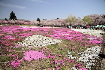 赤城南面千本桜の風景