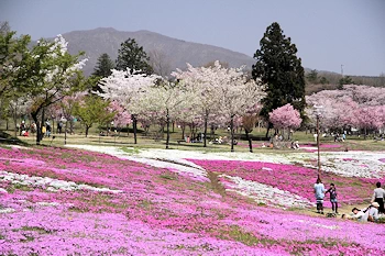 赤城南面千本桜の風景
