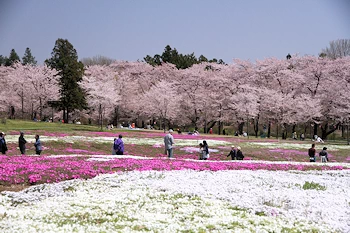 赤城南面千本桜の風景