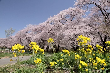 赤城南面千本桜の風景
