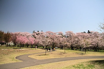 赤城南面千本桜の風景