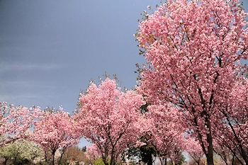 赤城南面千本桜の風景