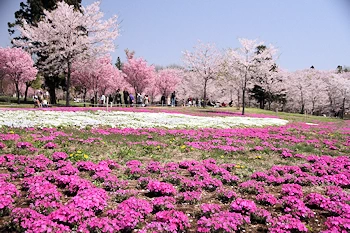 赤城南面千本桜の風景