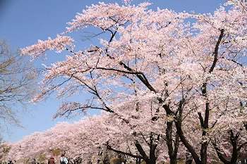 赤城南面千本桜の風景
