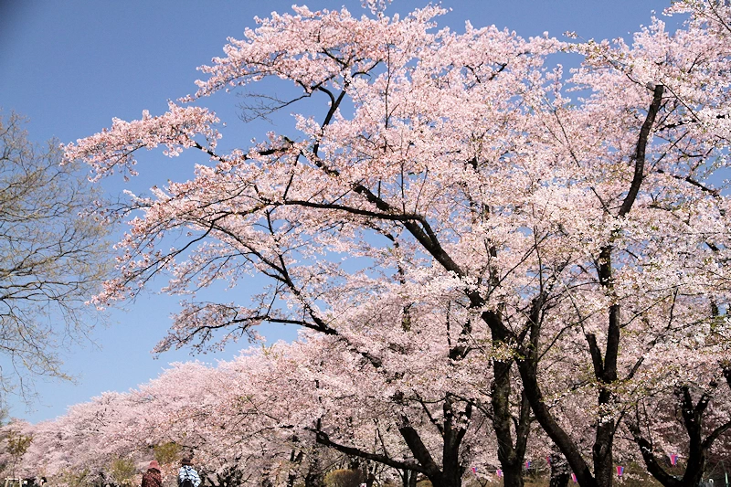 赤城南面千本桜の風景