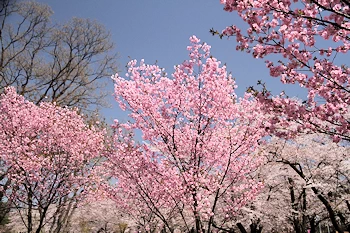 赤城南面千本桜の風景