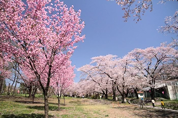 赤城南面千本桜の風景