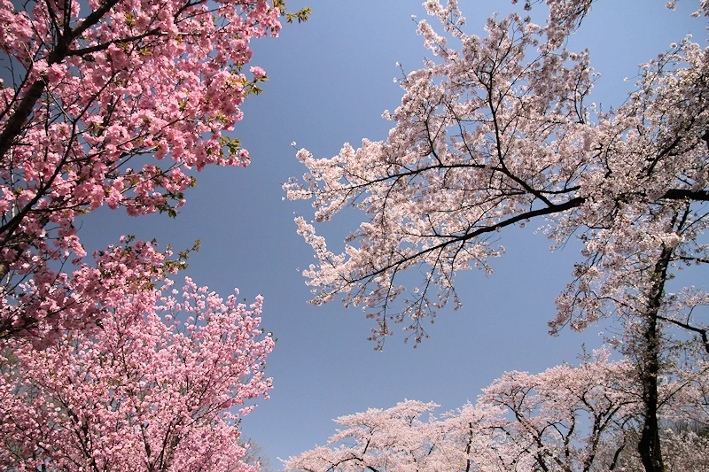 赤城南面千本桜の風景