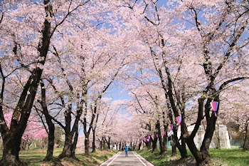 赤城南面千本桜の風景