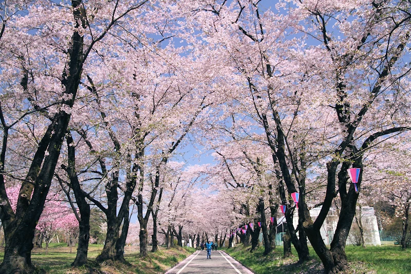 赤城南面千本桜の風景