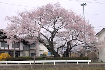 上津の姥桜の画像
