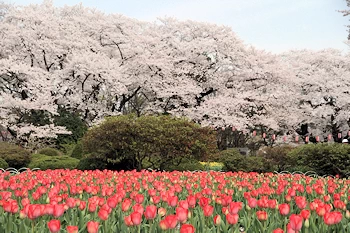 沼田公園の画像