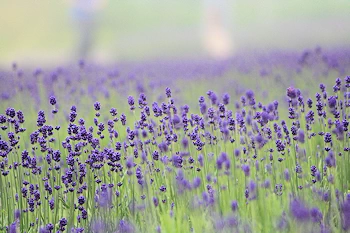 たんばらラベンダーパークの画像