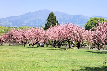 グリーン牧場の風景