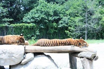 群馬サファリパークの画像