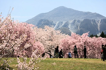 羊山公園の画像