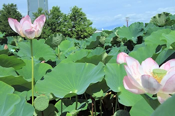 古代蓮の里の画像