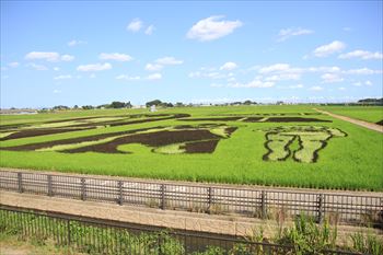 田んぼアートの風景