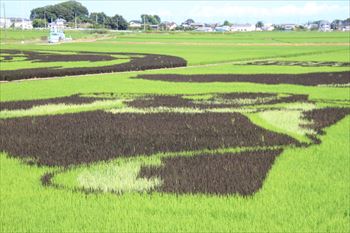 田んぼアートの風景