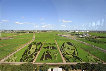 田んぼアートの風景
