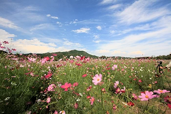 コスモス畑の画像
