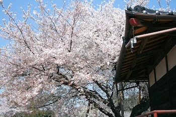 石戸蒲ザクラの画像