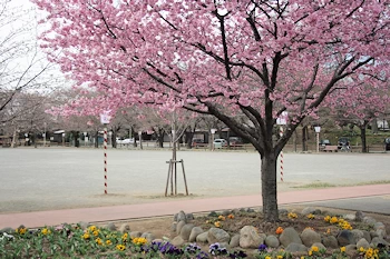 鴻巣公園の画像