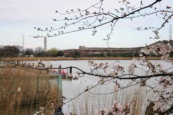 久喜菖蒲公園の画像