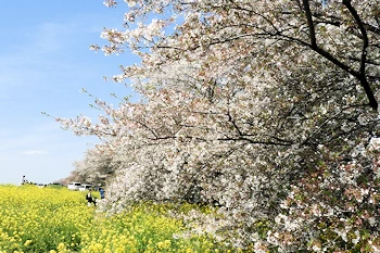 熊谷桜堤の風景