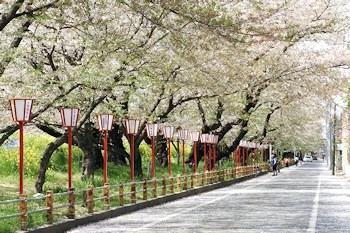 熊谷桜堤の風景