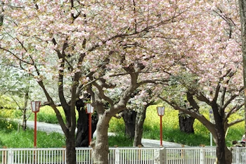 熊谷桜堤の風景