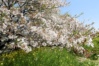 熊谷桜堤の風景