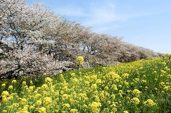 熊谷桜堤の風景