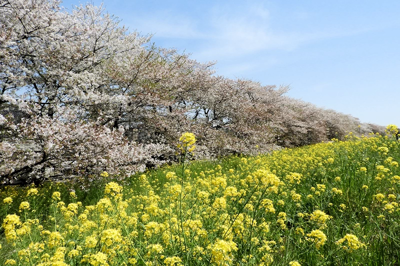 熊谷桜堤の風景