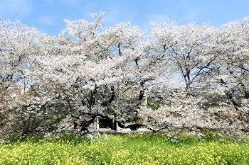 熊谷桜堤の風景