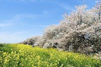 熊谷桜堤の画像