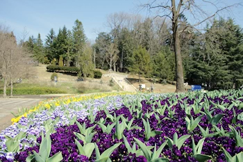 国営武蔵丘陵森林公園の画像
