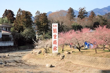 越生梅林の画像
