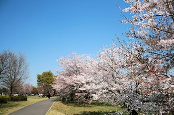 大宮公園の風景