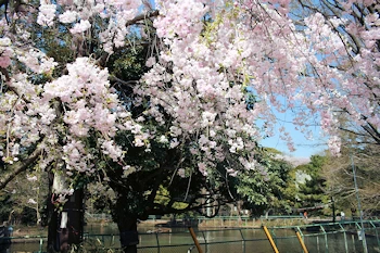 大宮公園の風景